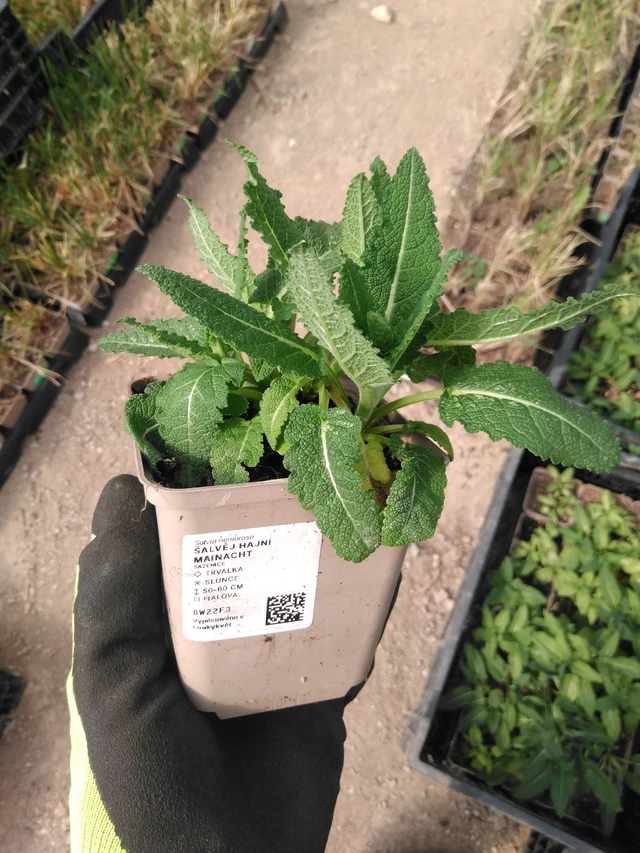 Šalvěj hajní Mainacht - 8. 4. 2025