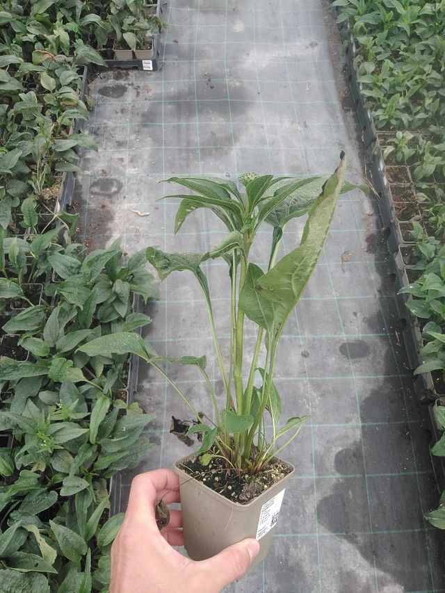 Echinacea Rubinstern - 4. 8. 2025