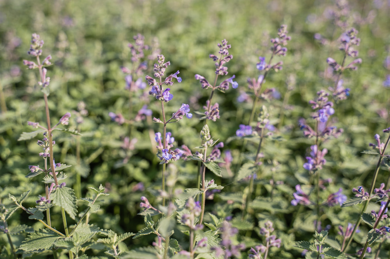 Macskamenta Six Hills Giant, Loukykvět