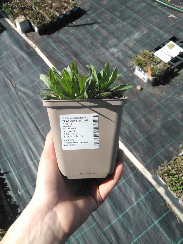 Goldenrod Solar Glory - 3. 4. 2025