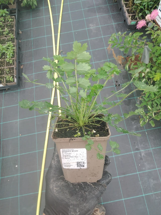 Pikkuruoho  - 4. 8. 2025