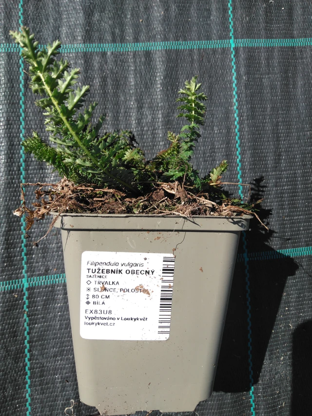 Filipéndula común - 3. 4. 2025