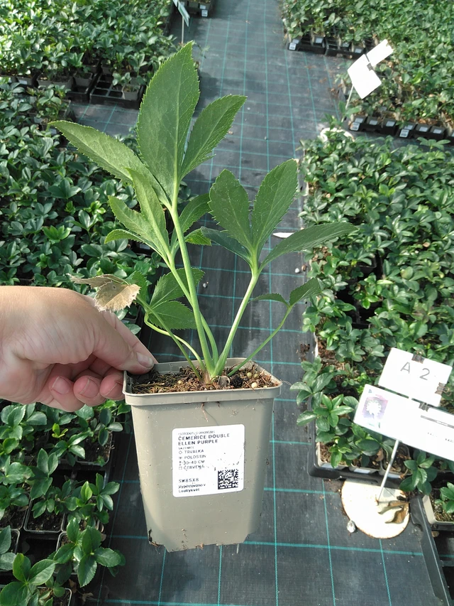 Eléboro Double Ellen Purple - 11. 7. 2025
