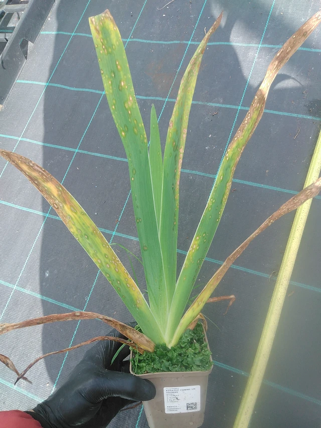 Iiris Comme un Sourire - 13. 10. 2025