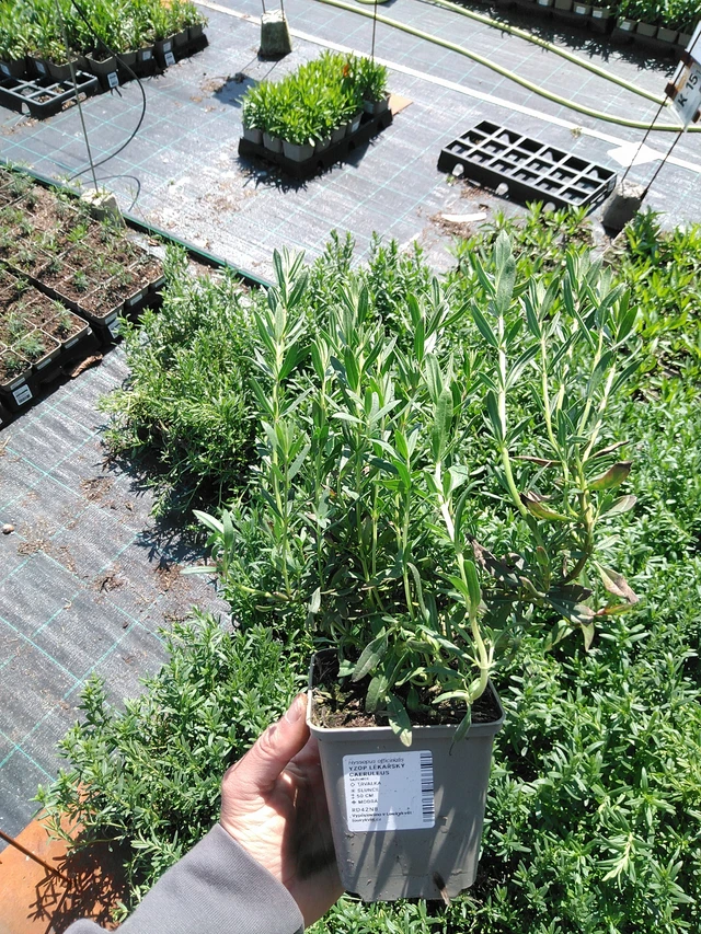 Iisoppi lääketieteellinen Caeruleus - 13. 5. 2025