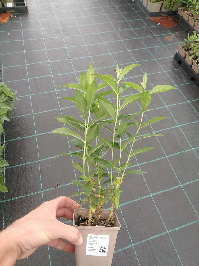 Flox White Clouds - 22. 7. 2025