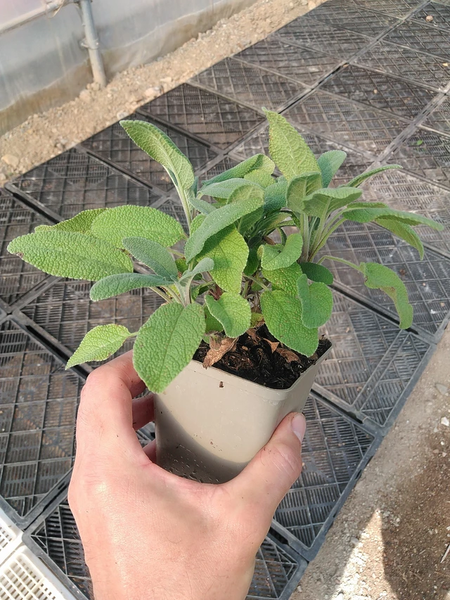 Szałwia lekarska Grower's Friend - 1. 7. 2025