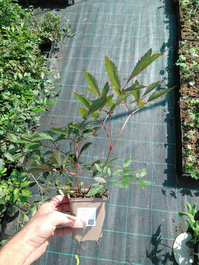 Astilbe Erika - 19. 8. 2025