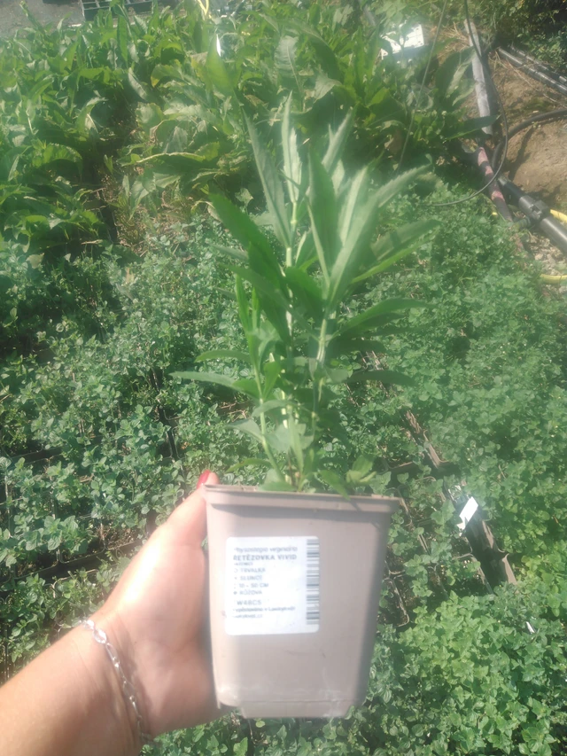 Řetězovka Vivid - 2024