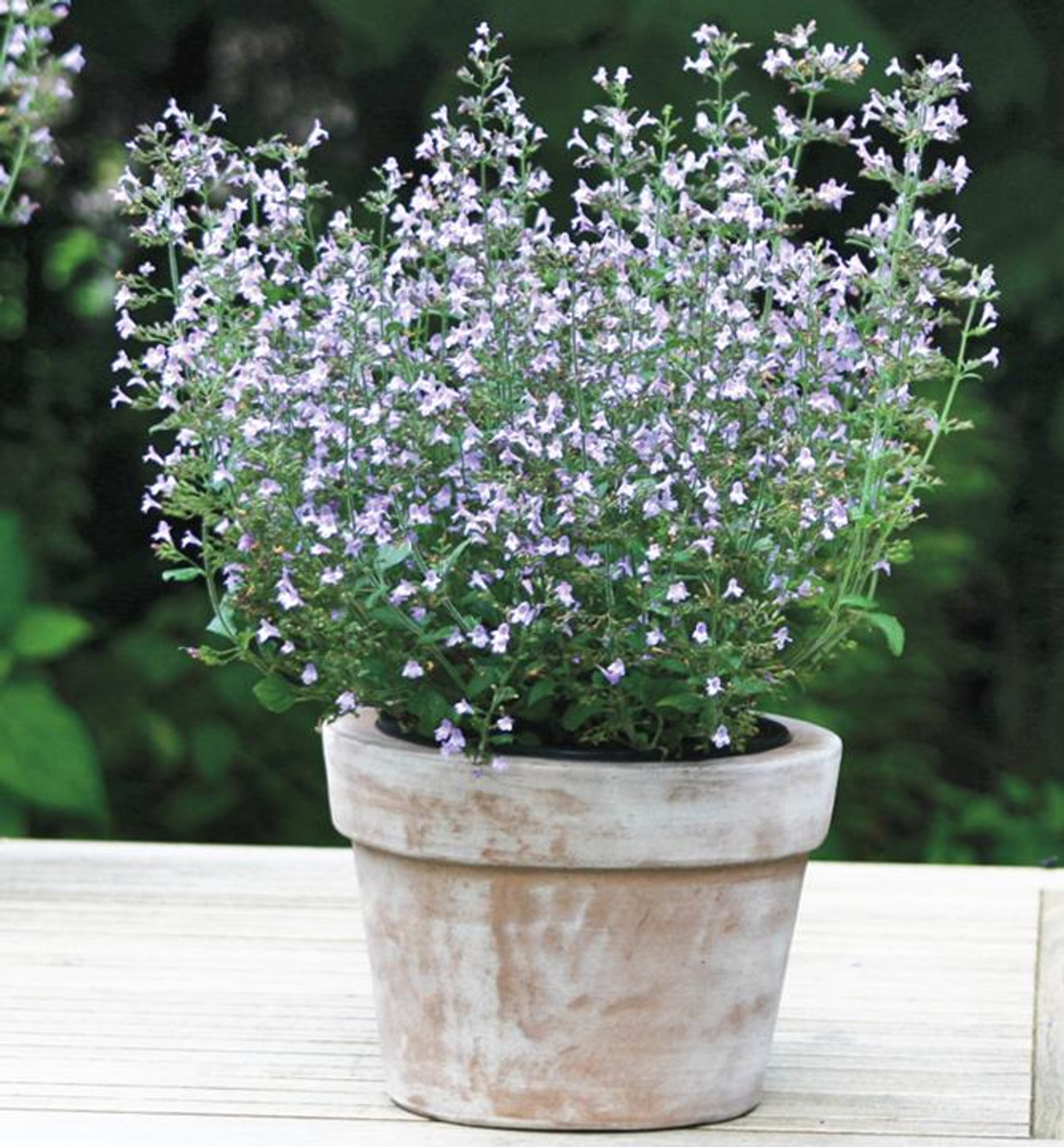 Marulka lékařská Marvelette Blue, Loukykvět