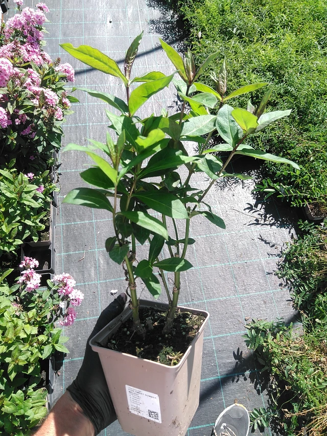 Flox Sweet Summer Melody - 19. 8. 2025