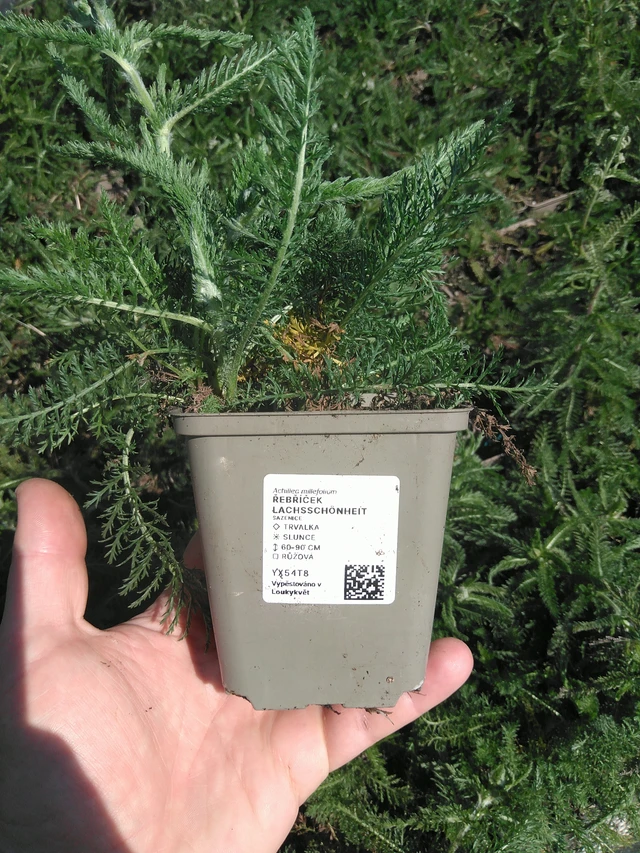 Řebříček Lachsschönheit - 13. 5. 2025