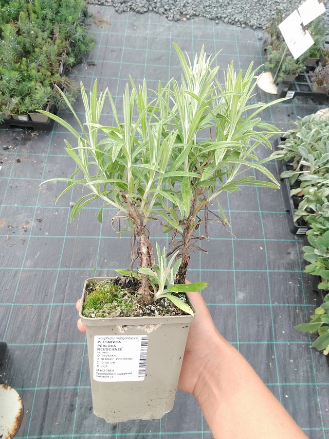 Helminukkakukka Neuschnee - 10. 9. 2025