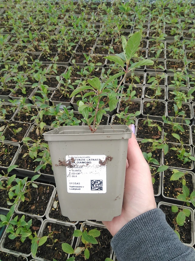 Hortensia Pink Diamond - 9. 6. 2025