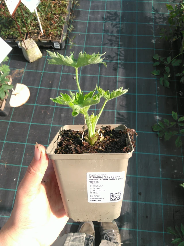 Espuela de caballero Magic Fountains Pure White - 11. 7. 2025