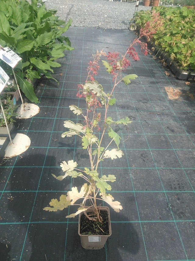 Macleaya - 10. 9. 2025