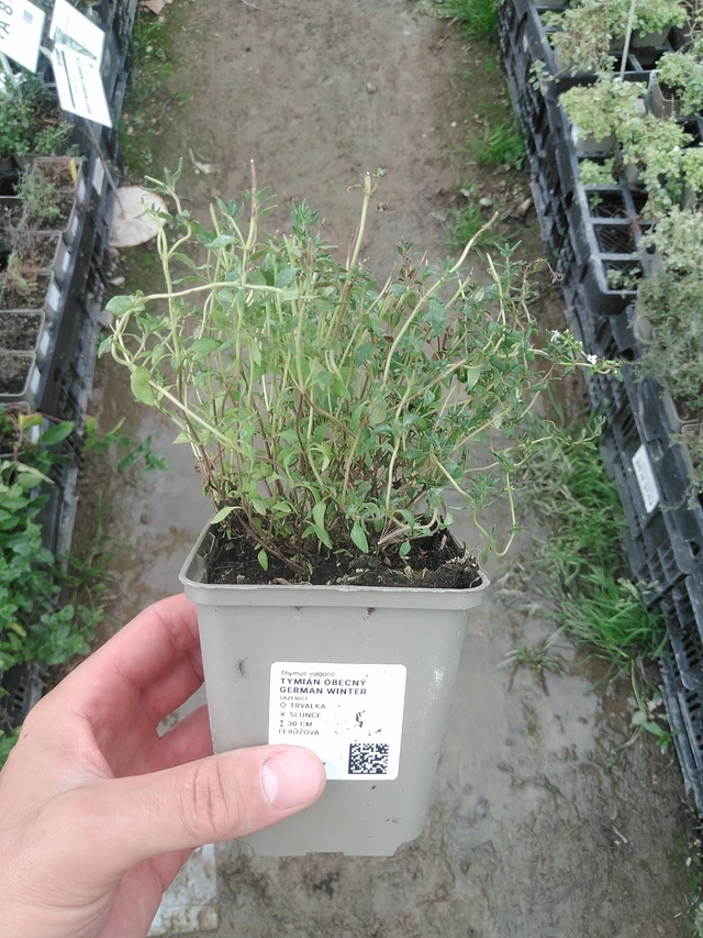 Timjami German Winter - 1. 8. 2025