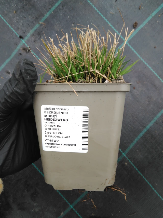 Molinie bleue Heidezwerg - 1. 4. 2026