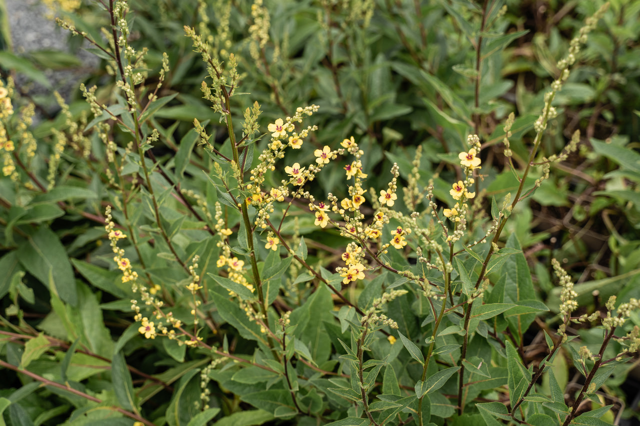 Dziewanna Sixteen Candles, Loukykvět