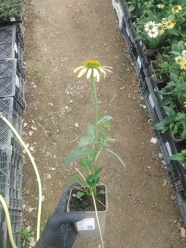 Echinacea Mellow Yellows - 10. 9. 2025
