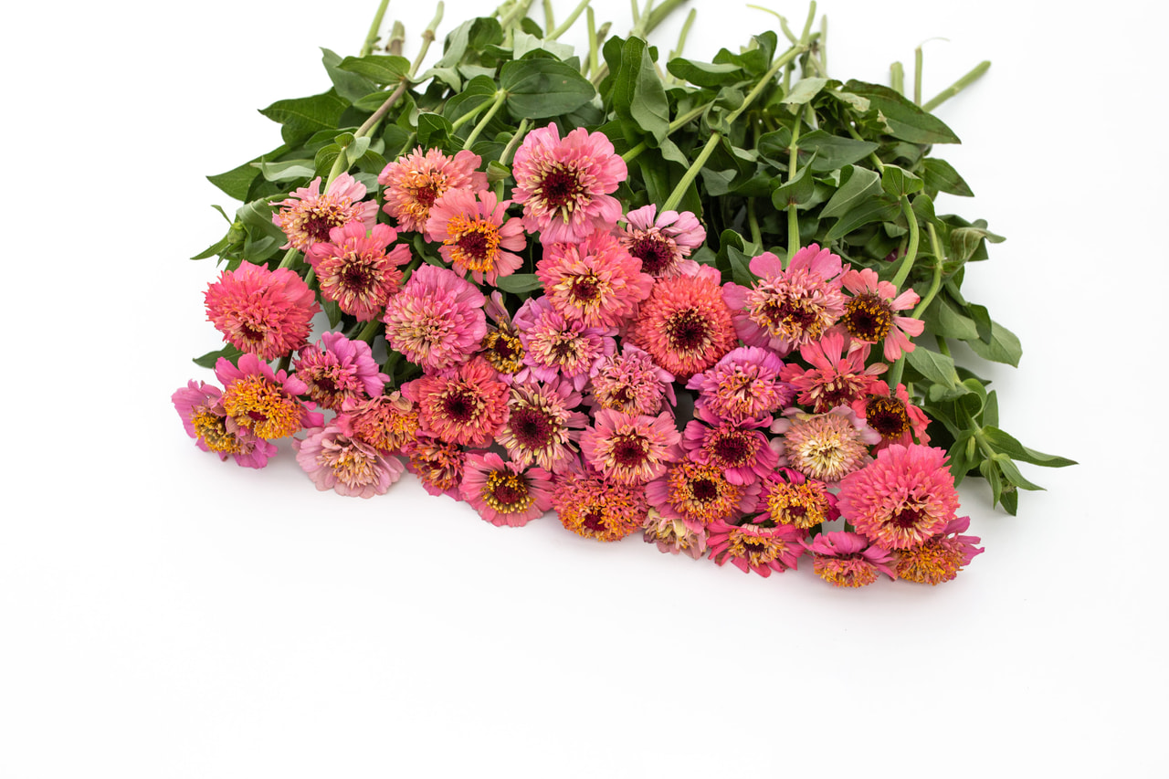 Cínie Cupcakes Pink, Loukykvět