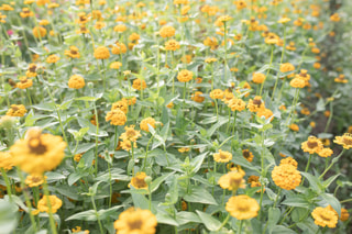 Cínie Lilliput Yellow, Loukykvět