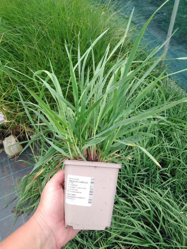 Třeslice Limouzi - 2024