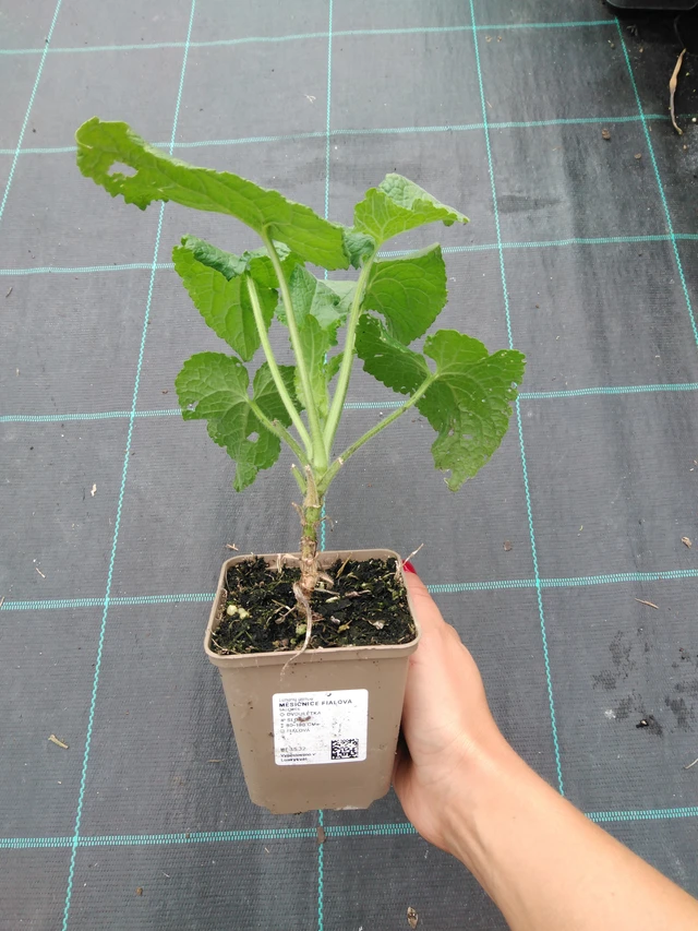 Měsíčnice fialová - 10. 9. 2025