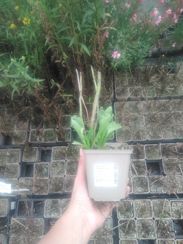 Sneezeweed Fatamorgana - 2024