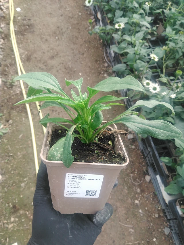 Echinacea SunSeekers Mineola - 10. 9. 2025