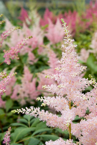 Astilbe Peach Blossom, Loukykvět