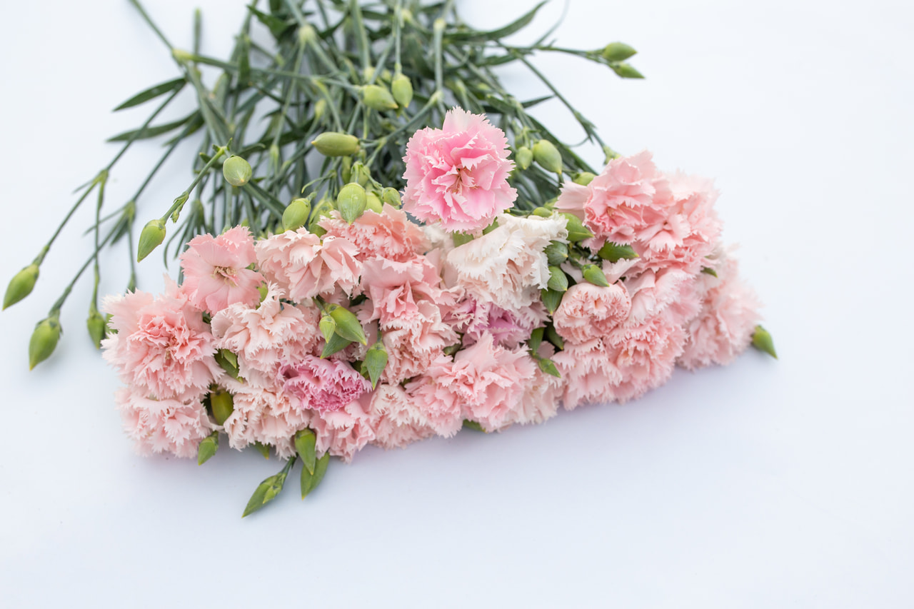 Karafiát Chabaud La France, Loukykvět