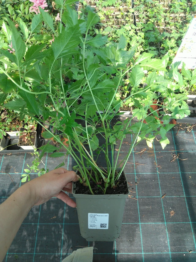 Astilbe Peaches and Cream - 11. 7. 2025