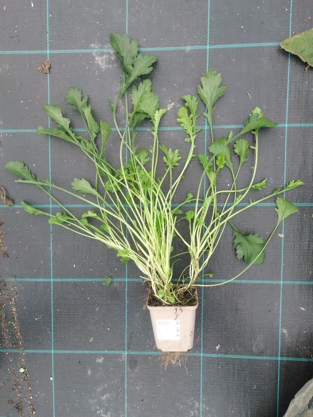 Kopretina Maikönigin - 2024