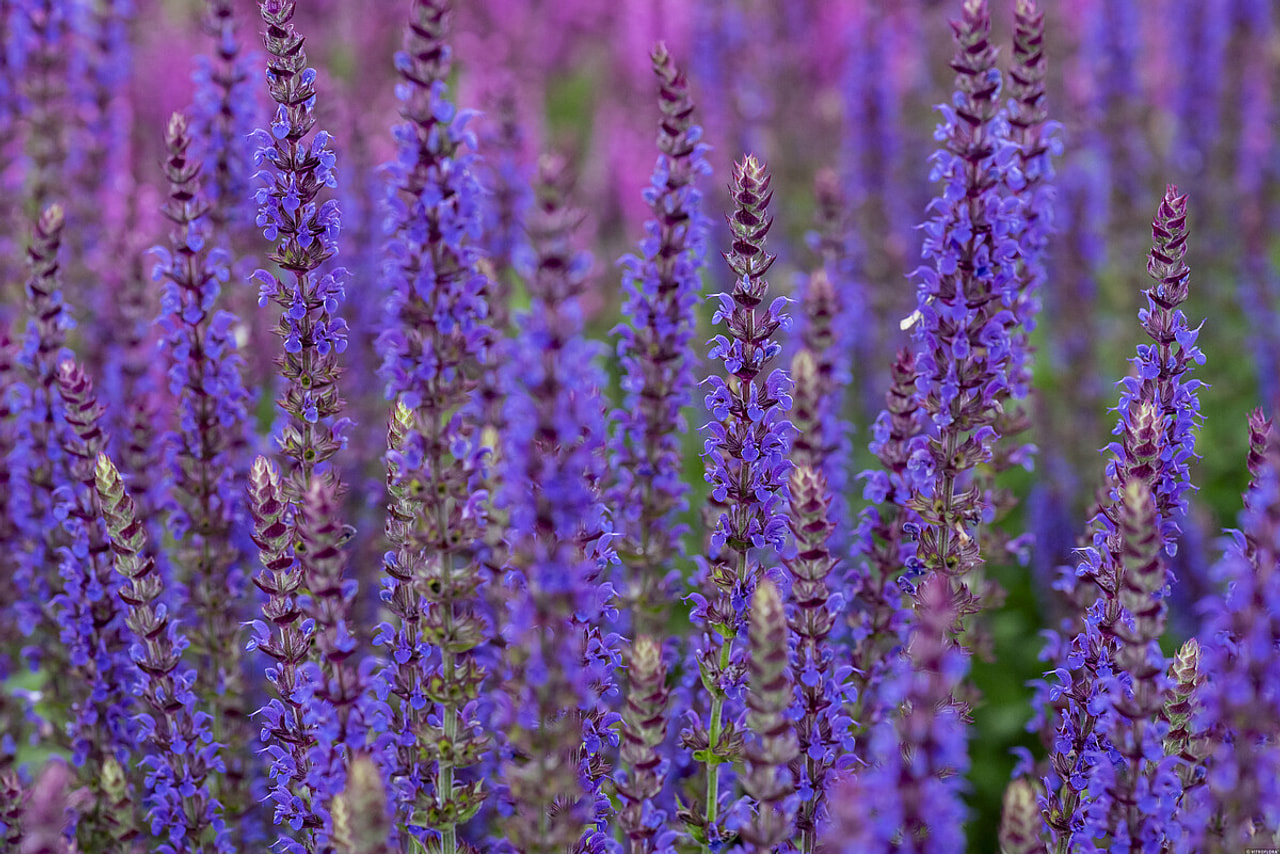 Šalvěj hajní Ostfriesland, Loukykvět