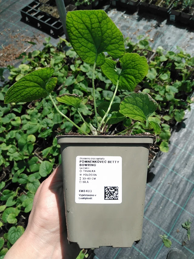 Pomněnkovec Betty Bowring - 13. 5. 2025