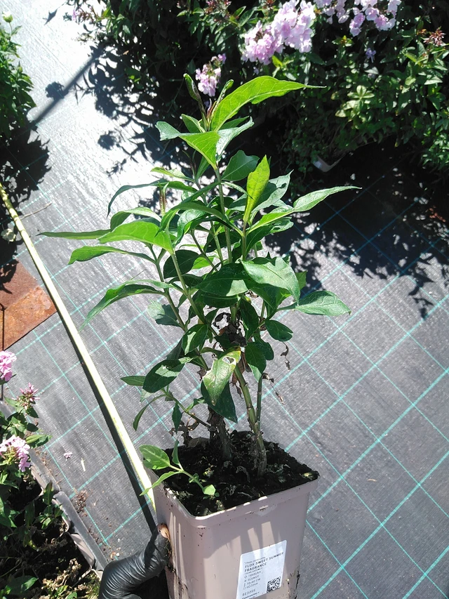 Phlox Sweet Summer Fragrance - 19. 8. 2025