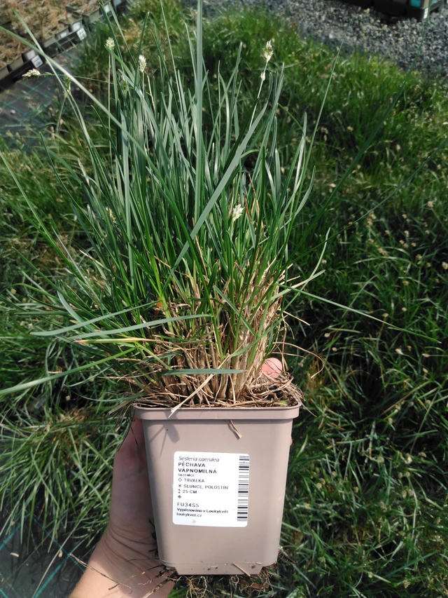 Pěchava vápnomilná - 13. 5. 2025