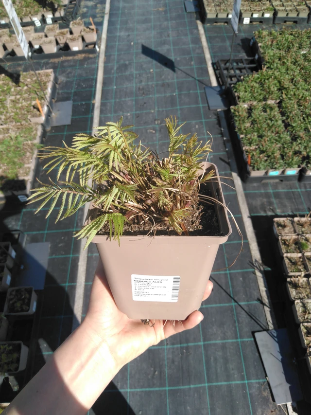 Krvavec Alba - 3. 4. 2025