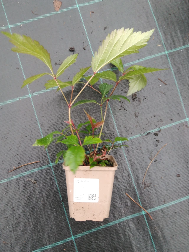 Astilbe Erika - 10. 9. 2025