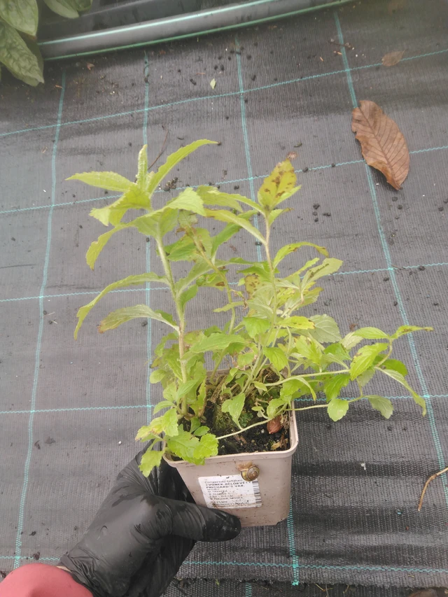 Kellokukka Prichard's Var. - 23. 10. 2025