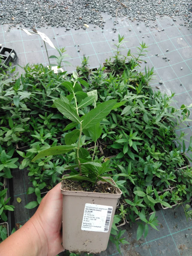 Rozrazilovec Album - 2024