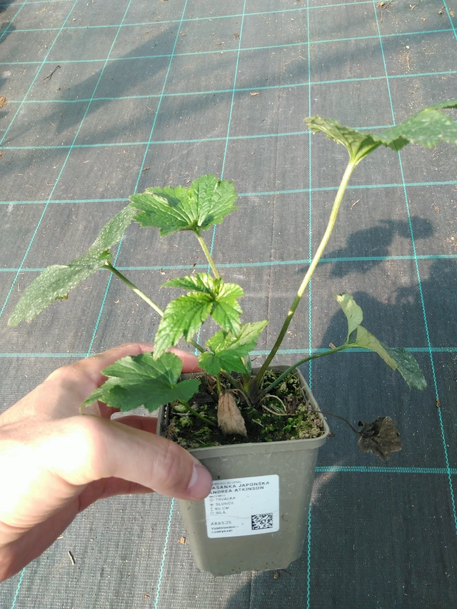 Sasanka japonská Andrea Atkinson - 19. 8. 2025