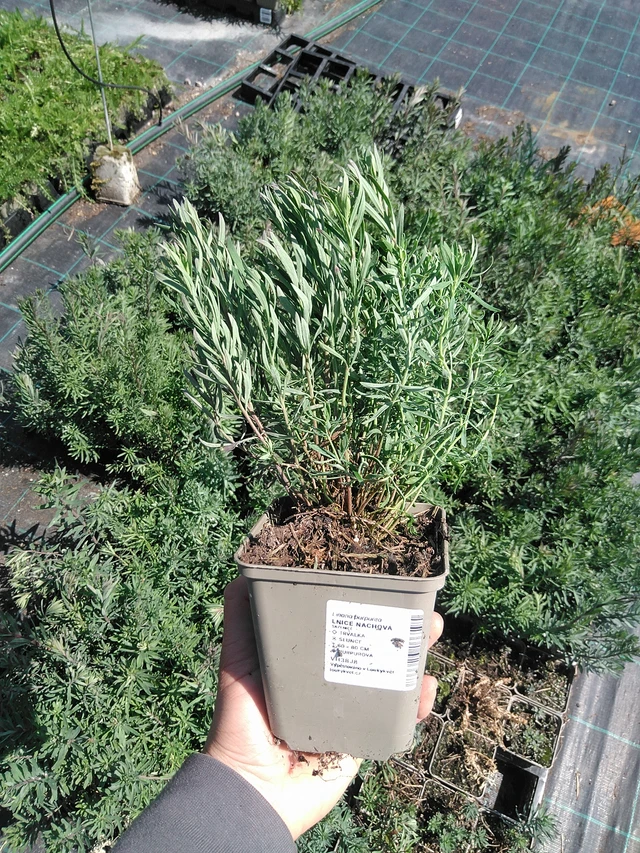 Purple toadflax - 13. 5. 2025