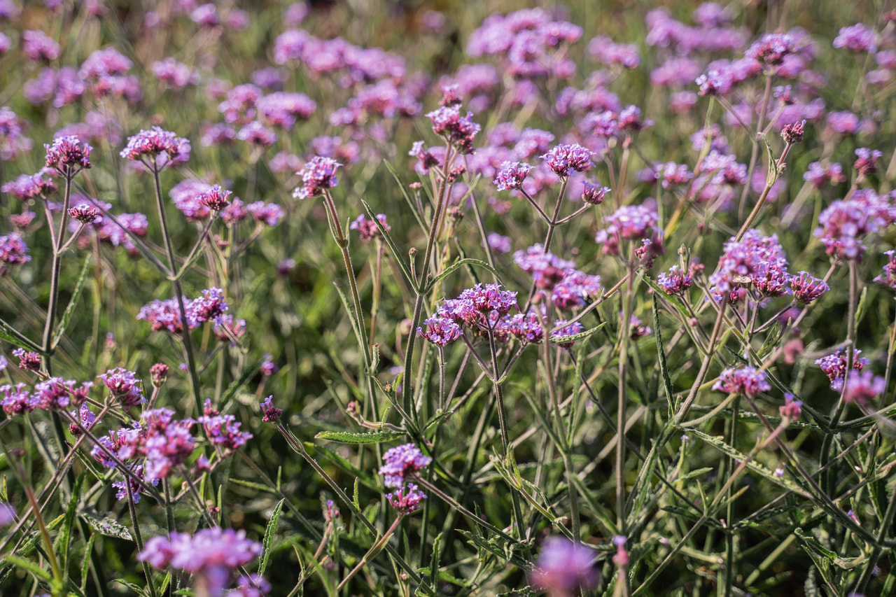 Eisenkraut Lollipop, Loukykvět
