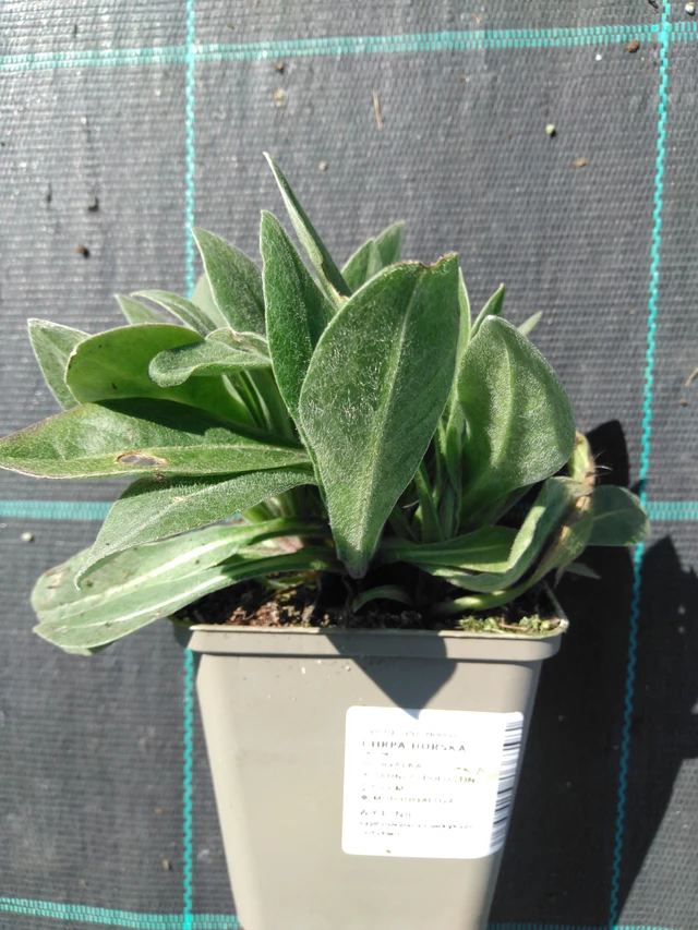 Aciano de montaña - 3. 4. 2025