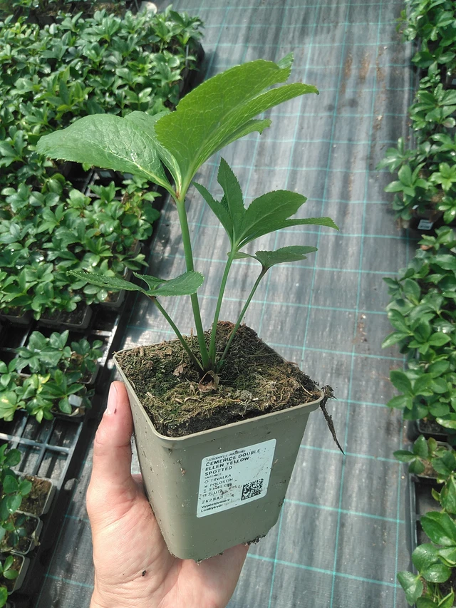 Hellebore Double Ellen Yellow Spotted - 24. 6. 2025