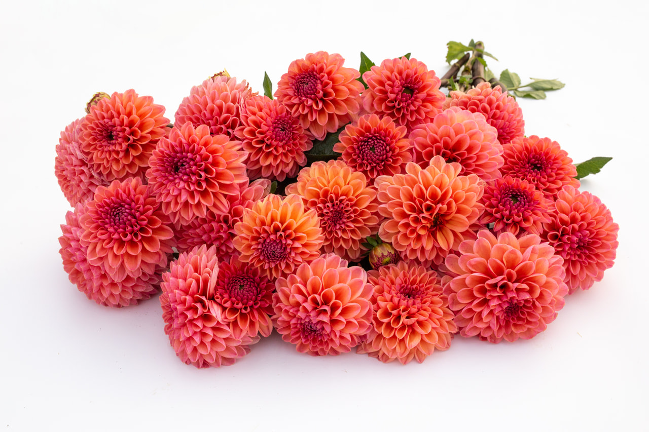 Jiřina Daisy Duke, Loukykvět