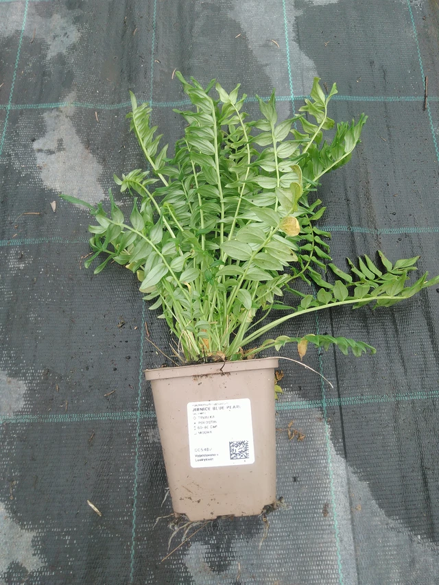 Jirnice Blue Pearl - 10. 9. 2025