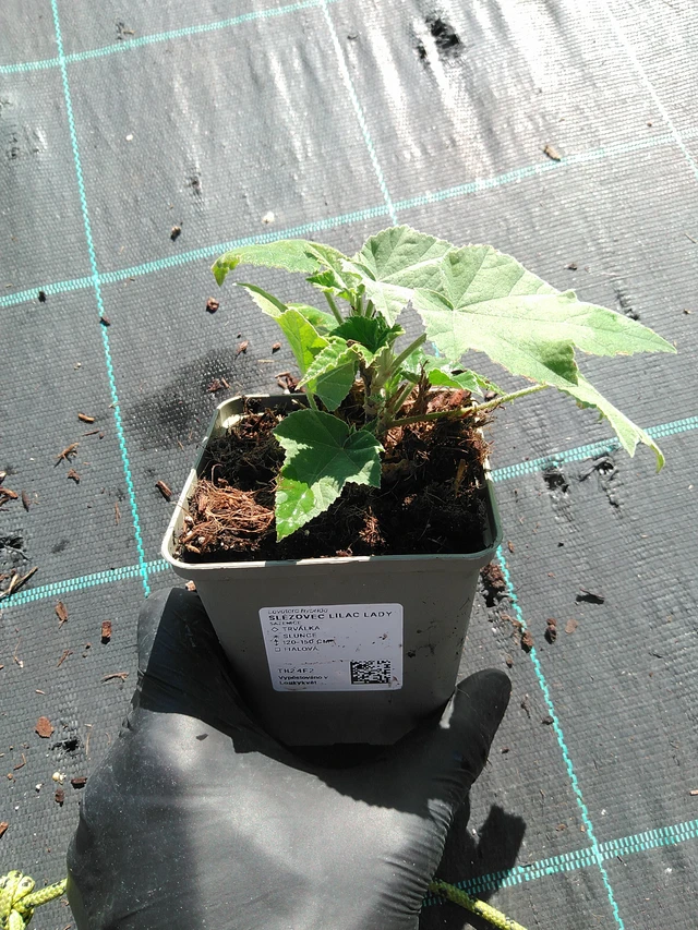 Malvavisco Lilac Lady - 19. 8. 2025